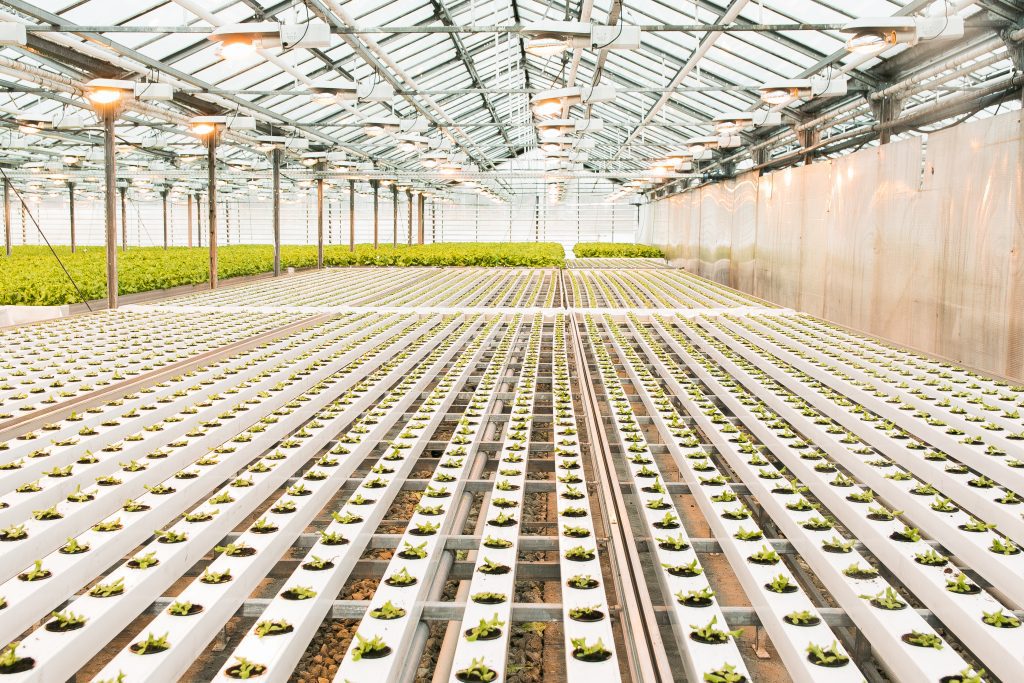 Beautiful large bright greenhouse. A large number of lettuce seedlings. Celebrate the day of the earth. Ecological care of plants.