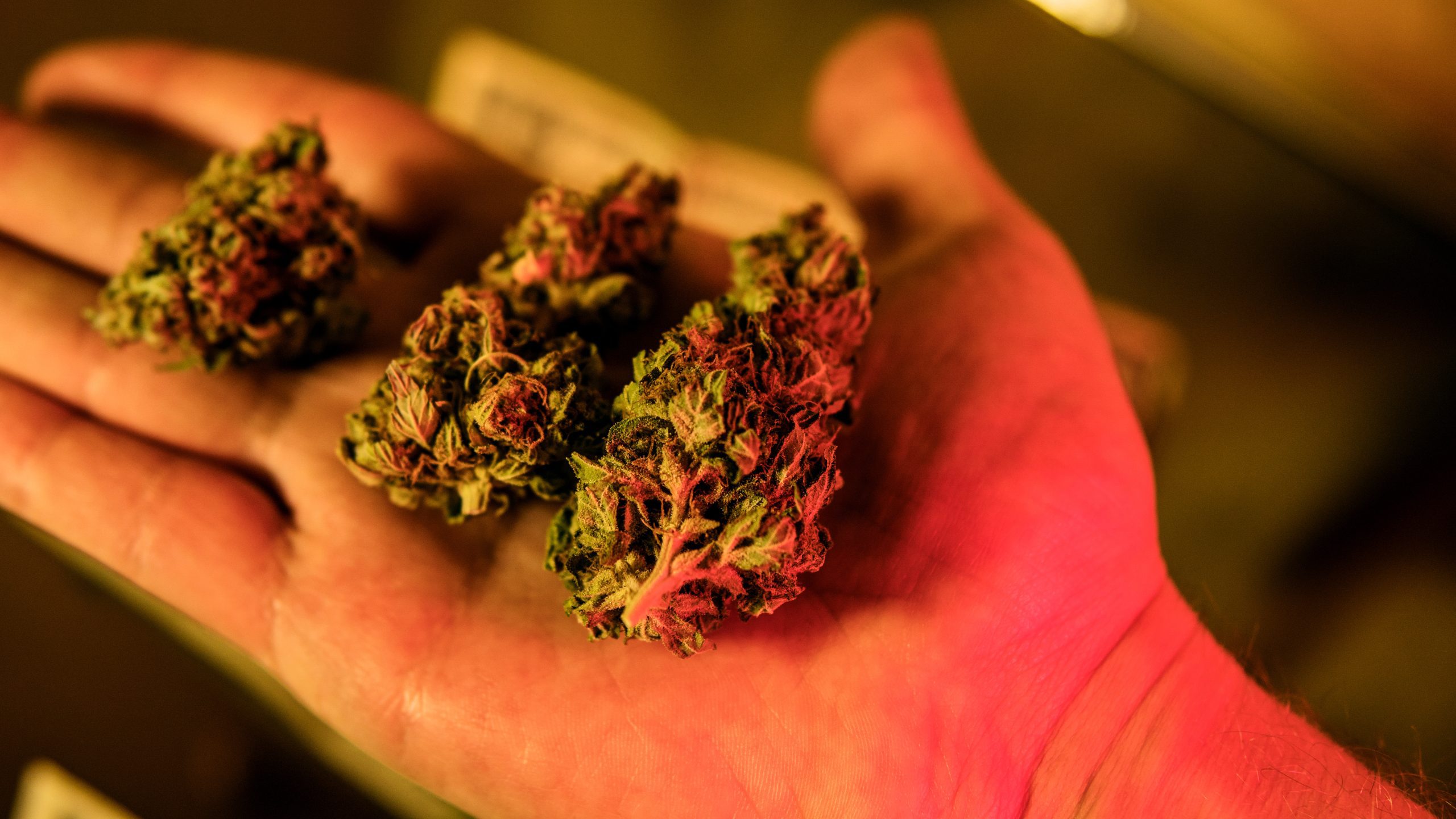 Close up of medical marijuana buds
