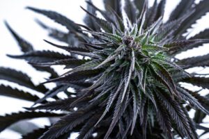 best sativa strains are light, bright, and lifted