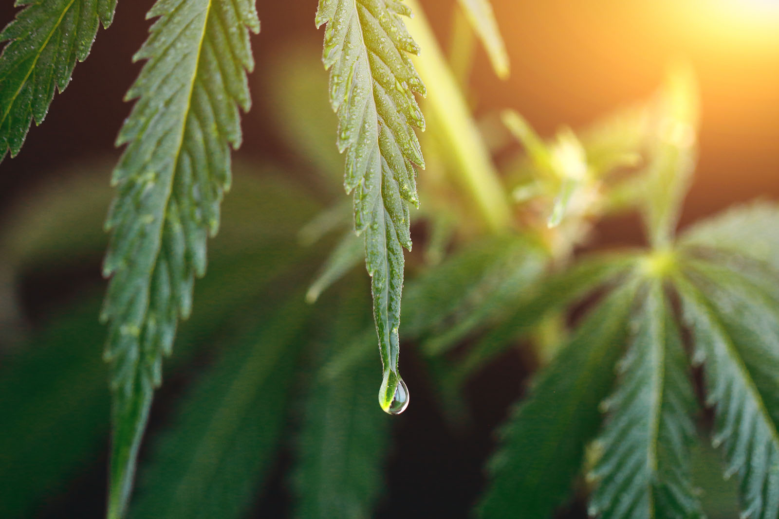THC, CBD, and other cannabinoids can affect how your body metabolizes certain medications